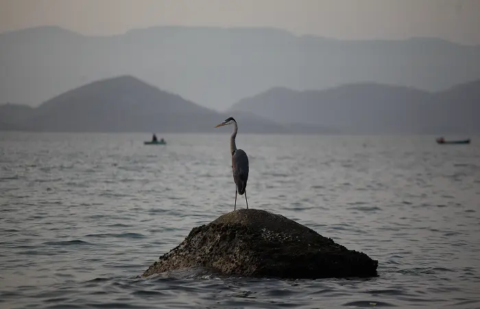 Foto de uma garça em Praia Ilha Grande - Rio de Janeiro