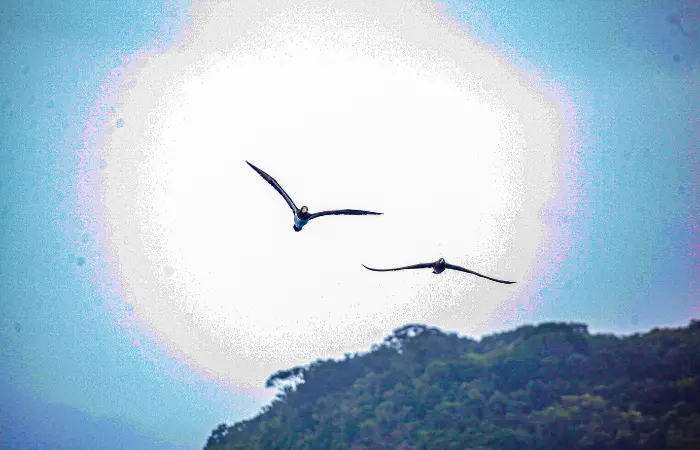 Natação em águas abertas em Ilha Grande RJ